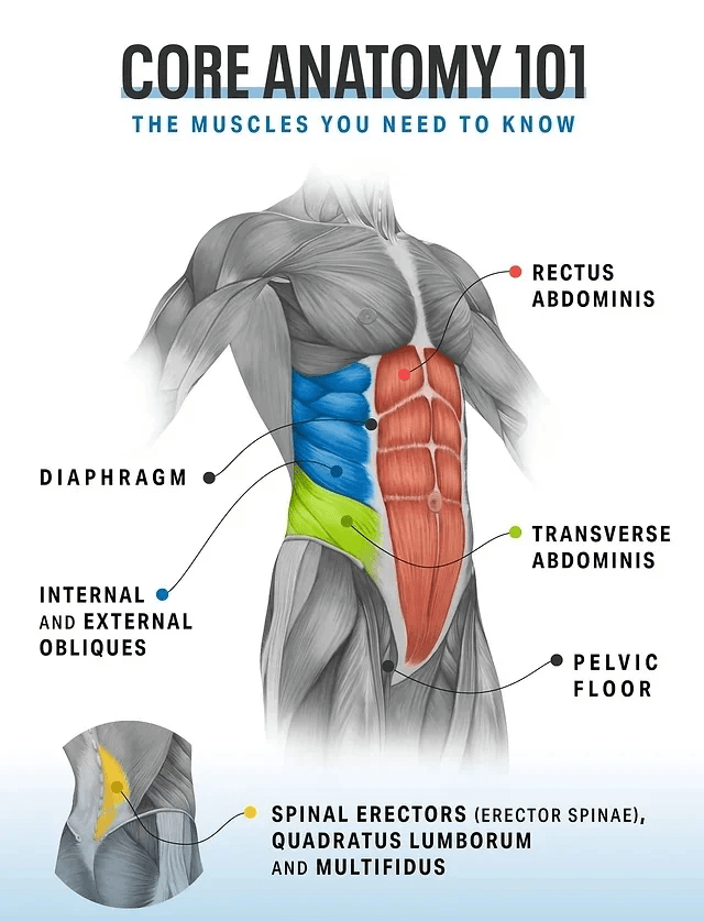 anatomy diagram of the core